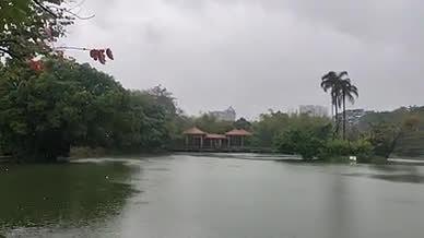 雨天湖水拍摄实拍树木自然风光视频的预览图